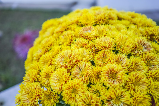 菊花高清大图