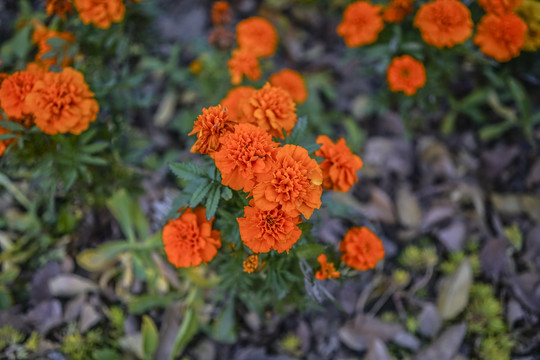 菊花高清大图