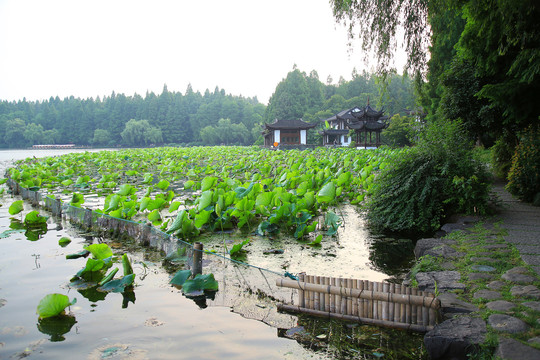 曲院风荷景区