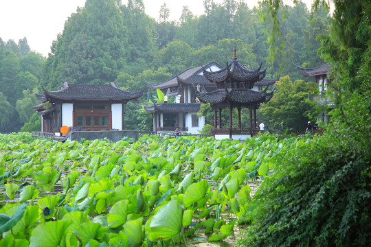 曲院风荷景区