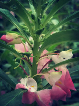 凤仙花指甲花