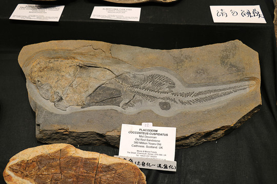 远古鱼化石