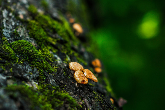 绿色森林蘑菇