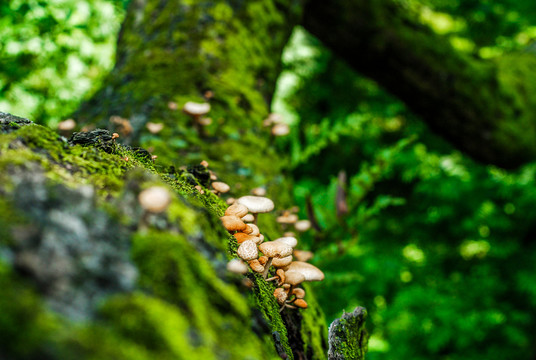 树枝青苔蘑菇微距特写