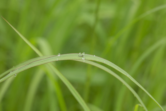 水珠