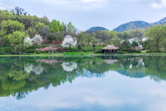 杭州西湖乌龟潭风光樱花