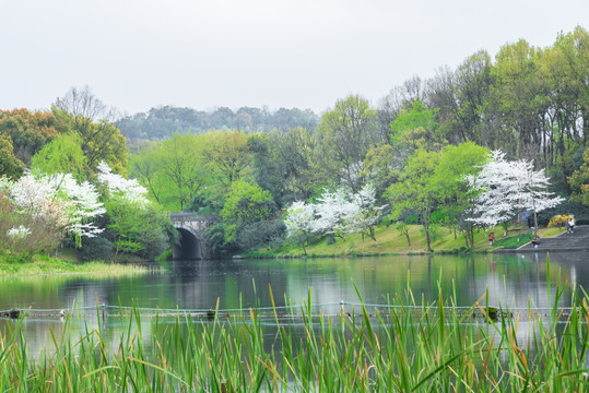 杭州西湖乌龟潭春景