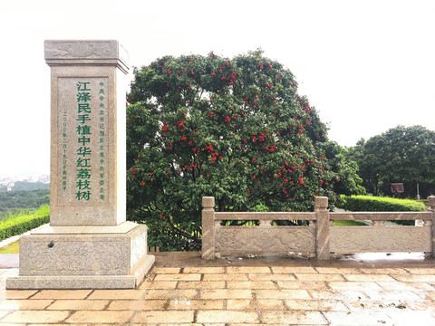 高州荔枝基地红荔阁名人手植荔枝