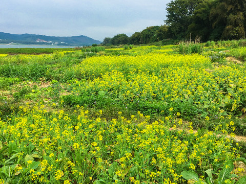 西江河畔的油菜花海