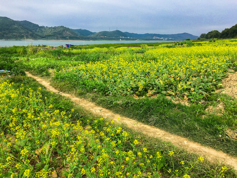 西江河畔的油菜花海