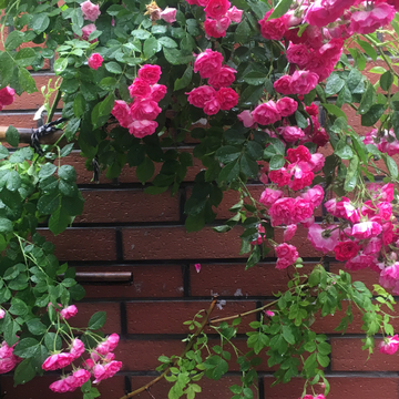 蔷薇花粉花雨后