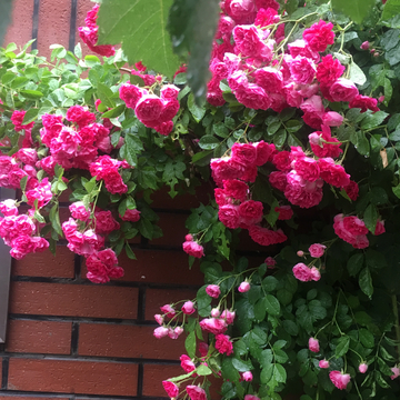 蔷薇花粉花雨后