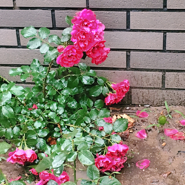 蔷薇花粉花雨后