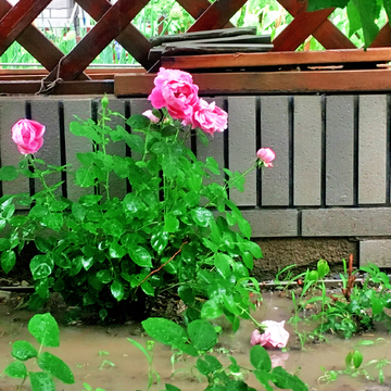 蔷薇花粉花雨后