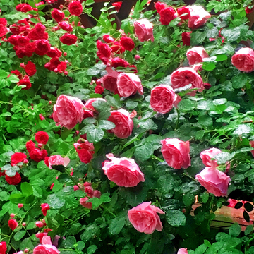 雨后花盛开