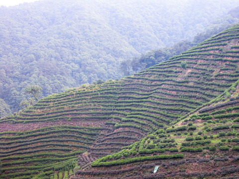 龙井茶山