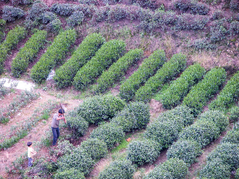 龙井茶山