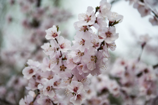 枝头满花