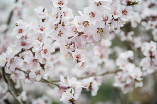 山林桃花朵朵开