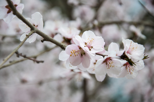 山林桃花开