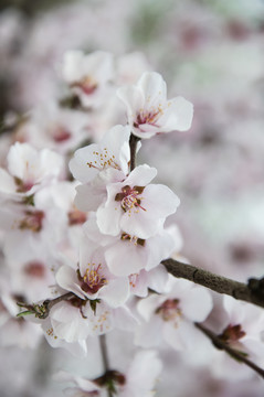 山林桃花开