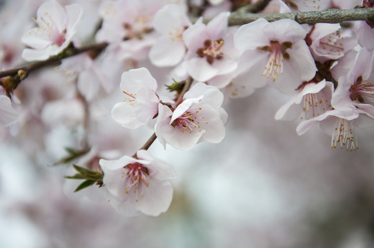 山林桃花开