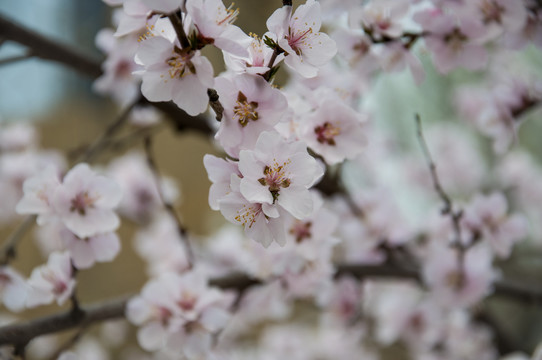 山林桃花开