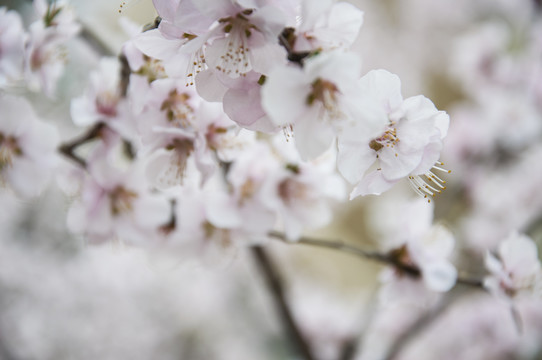 山桃花素材