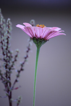 非洲菊粉紫