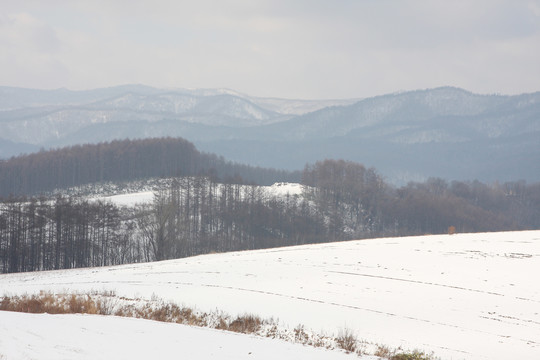 雪原