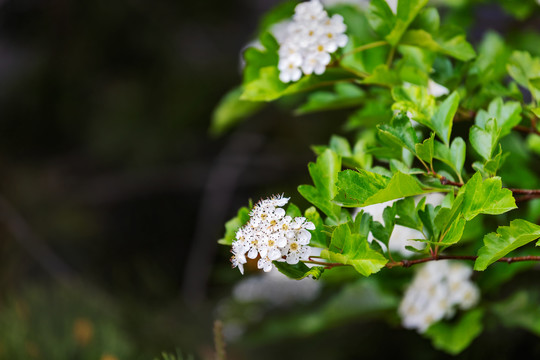 山楂花