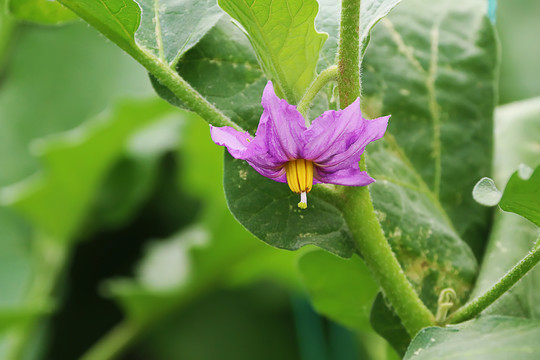 茄子花