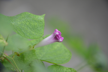 牵牛花