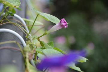 牵牛花