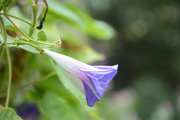 牵牛花