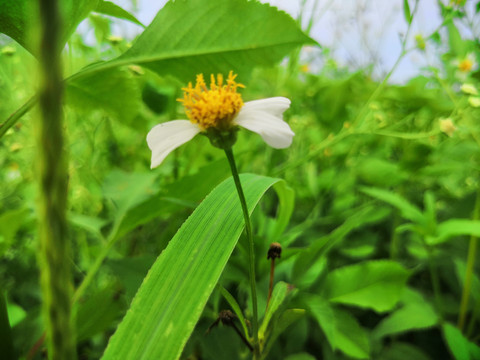 花花草草