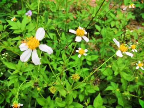 花花草草