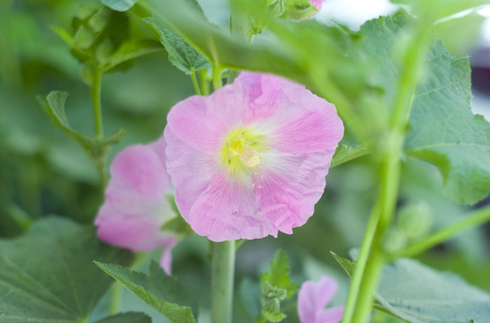 花草