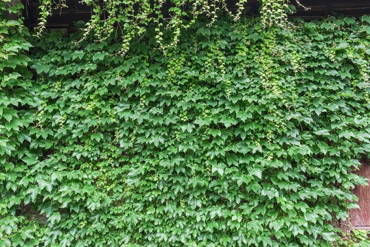 爬山虎植物墙