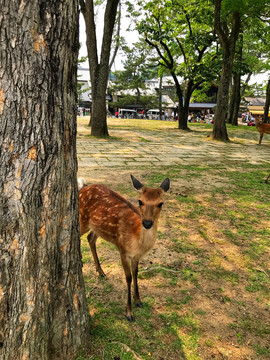 日本大阪奈良公园里的鹿