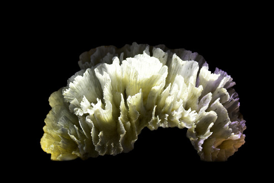 莴苣梳状珊瑚