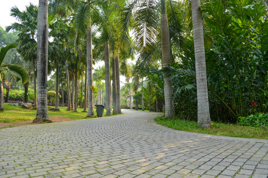 槟榔树道路