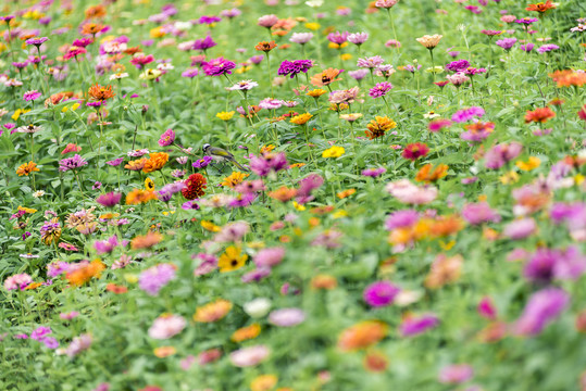 百日菊