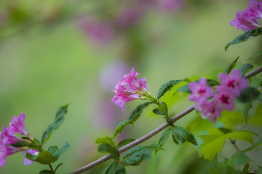 锦带花