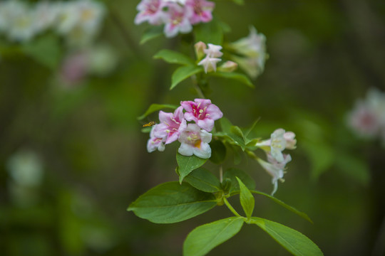 锦带花