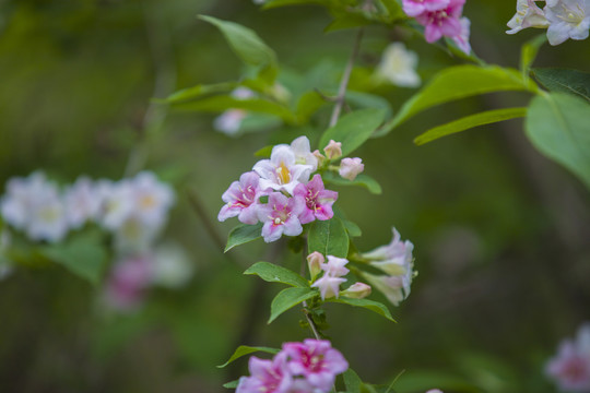 锦带花