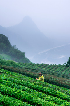 采茶