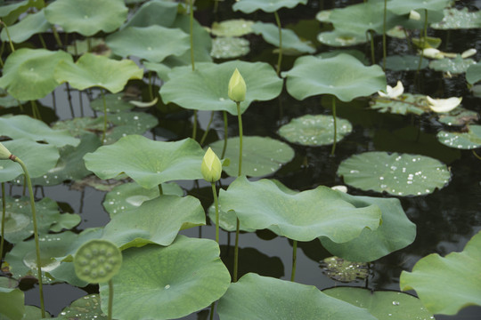 莲花池