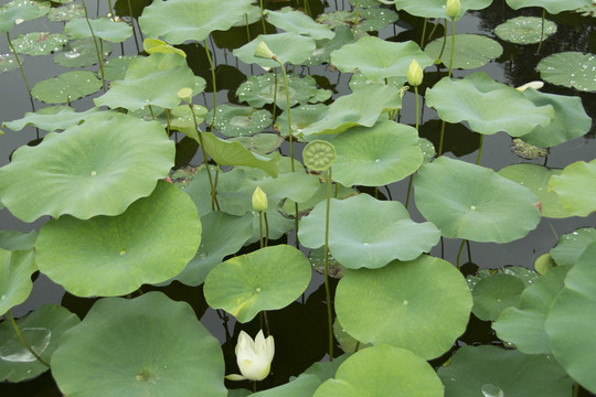 莲花池