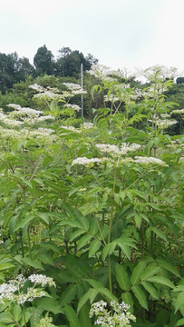 植物花草